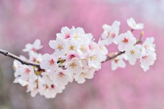 cherry_blossoms_2218781_960_720.jpg